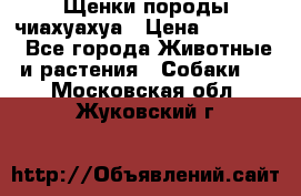 Щенки породы чиахуахуа › Цена ­ 12 000 - Все города Животные и растения » Собаки   . Московская обл.,Жуковский г.